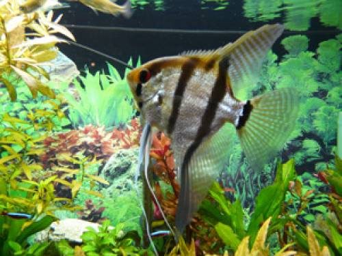 biete vitales gesundes scalar m�nnchen pterophyllum j