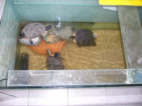 gelbwangenschildkr�ten