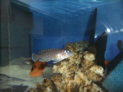 lamprologus ornatipinnis striped 