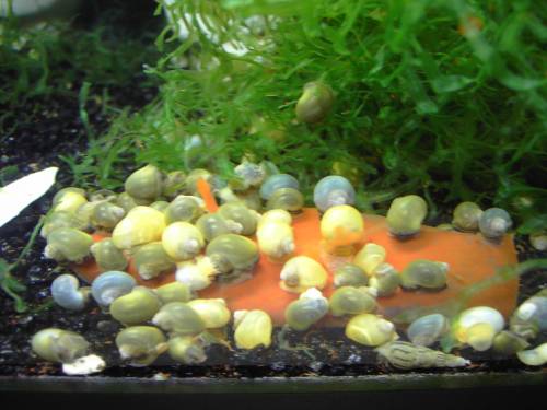 apfelschnecken abzugeben