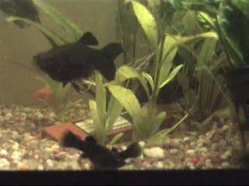 schwerttr�ger guppys ancistrus mollys