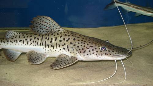 tigerspatel rotflossenhybride