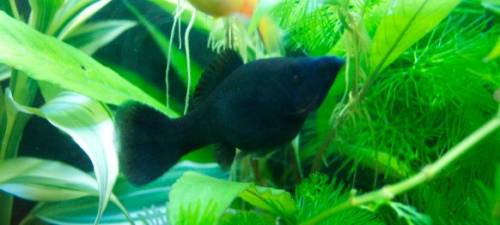 blackmollys pro fisch nur cent