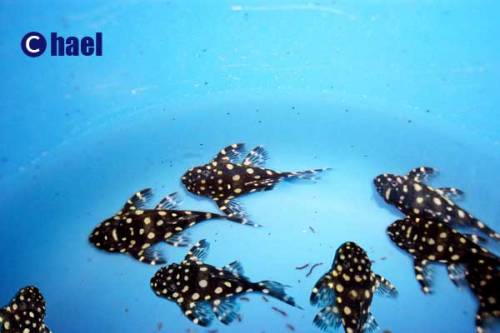 l hypancistrus sp nz welse