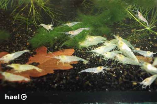  white pearl garnelen inkl pflanzen