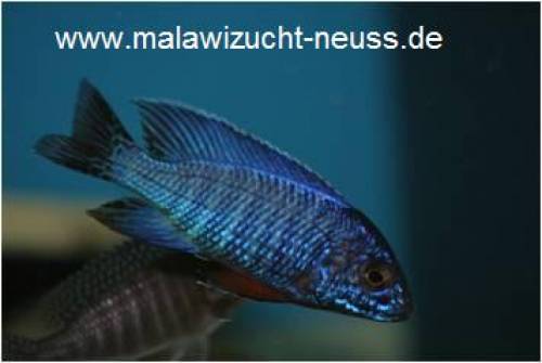 malawi barsche aus neuss top nachzuchten