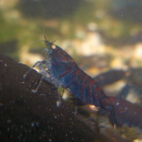 s��wassergarnelen