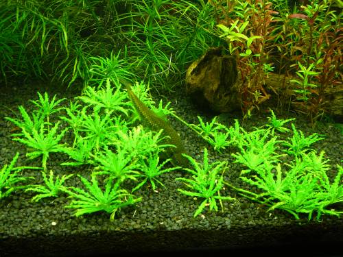 fische zu verschenken