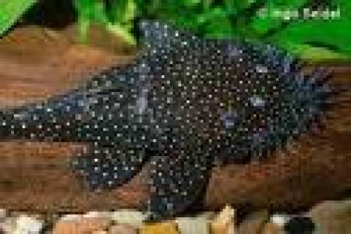 antennenwelse ancistrus sp weisspunkt