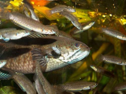 channa sp assam blue bleheri