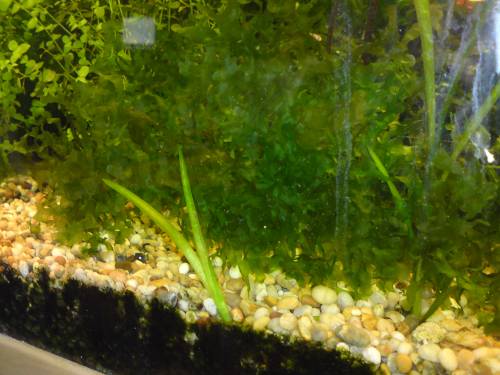 swassertang lomariopsis lineata