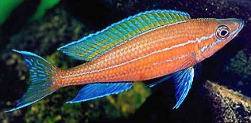 paracyprichromis nigripinnis blue neon