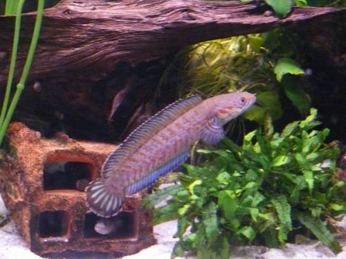 channa assam bleheri blue