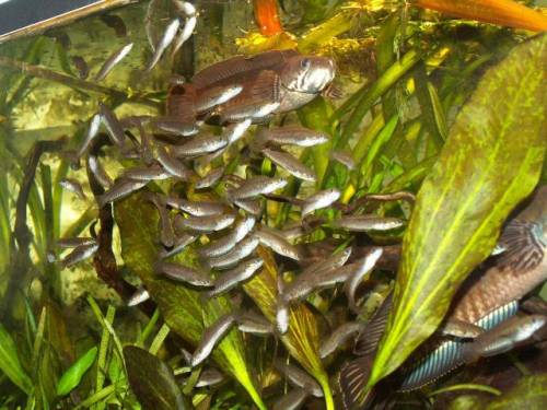 channa sp assam regenbogen schlangenkopffisch