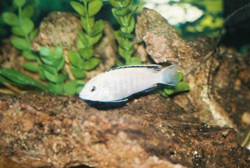 labidochromis caeruleus sep white selten