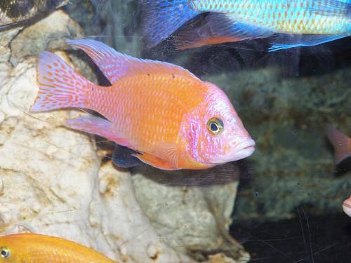 aulonocara red orchidee