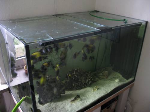 aquarium x ca liter jahr alt topzustand