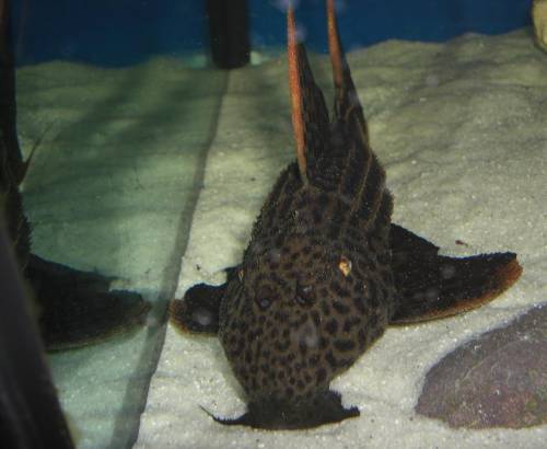 l sao felix ca cm wildfang weibchen