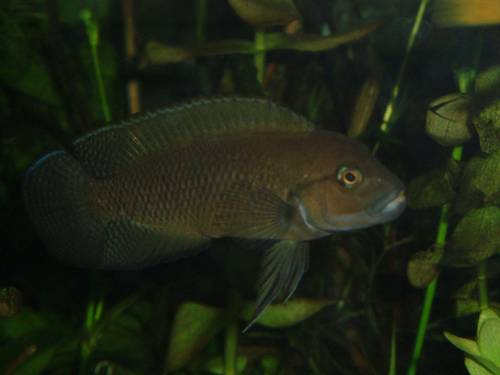 telmatochromis burgeoni