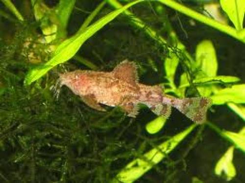  hara jerdoni zwerg deltaflgelwels 