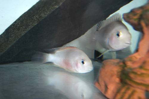 gruenflossenbuntbarsch x