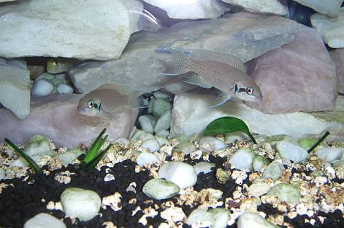 prinzessin von burundi