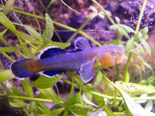 skalar fadenfisch barsche usw