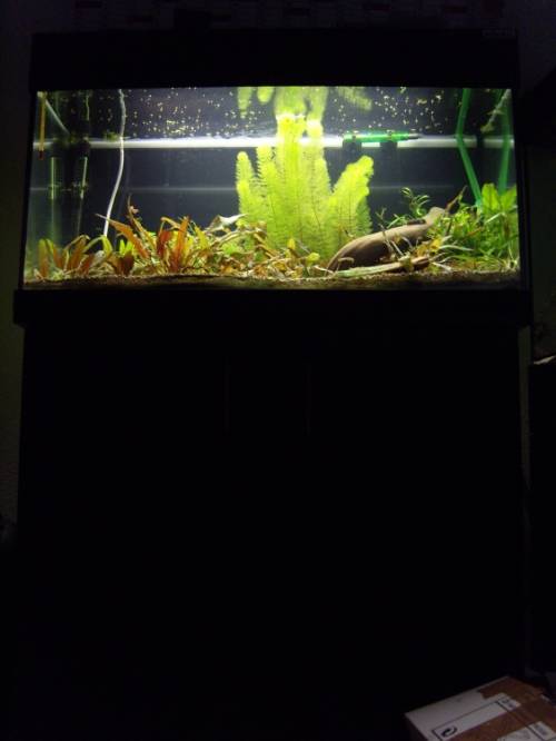 komplett aquarium halbes jahr alt mit ph ger�t