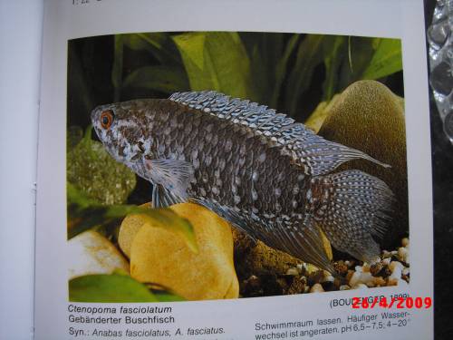 geb�nderten buschfisch gesucht