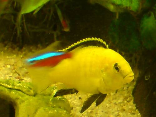 labidochomis yellow