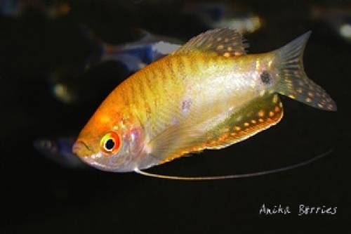 fadenfische gold mosaikfadenfisch  