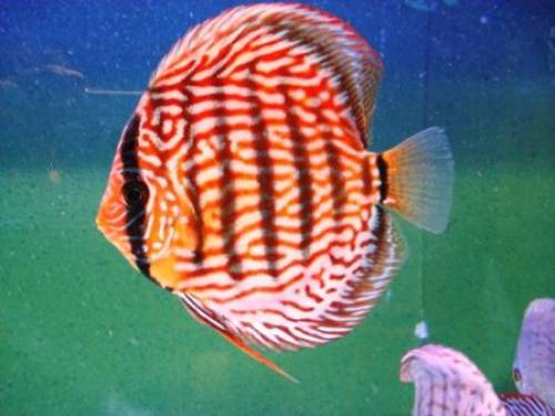 diskuszucht hohenadel