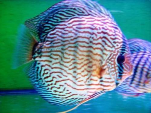 diskuszucht hohenadel