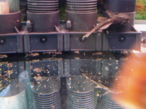 diskuszucht hohenadel