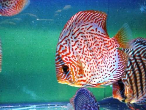 diskuszucht hohenadel