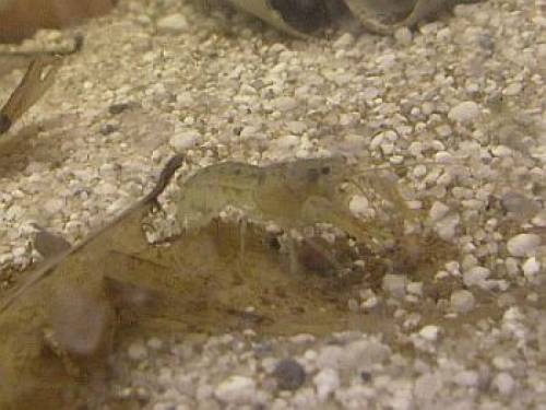 cambarellus patzcuarensis nominatform wildform