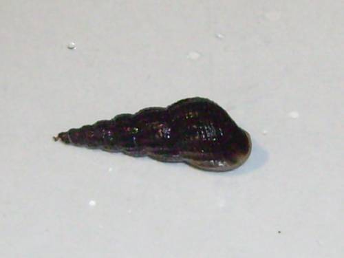 reinerbige schwarze turmdeckelschnecken