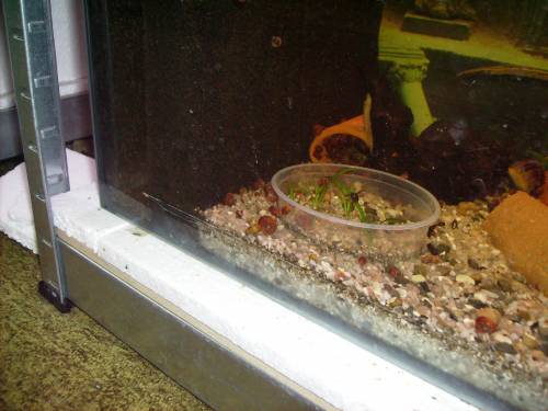 reinerbigen orangenen posthornschneck