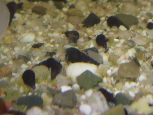 reinerbige schwarze tds melanoides tuberculatus