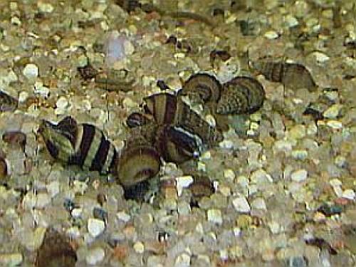 reinerbige tarebia granifera die n�ppie