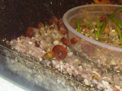 reinerbigen orangenen posthornschnecke