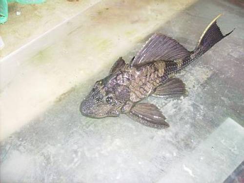 alligatorschilderwelse