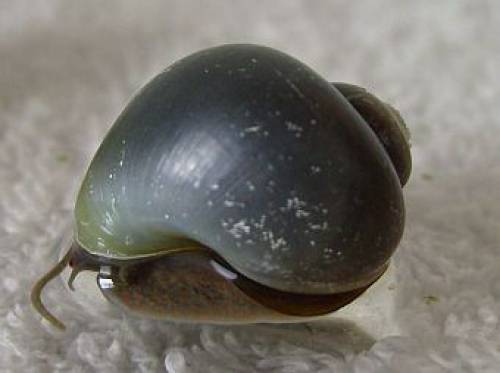 reinerbige blaue ganz kleine apfelschnecke