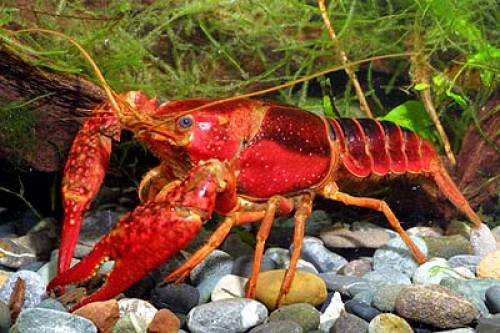 reinerbige procambarus clarkii orange