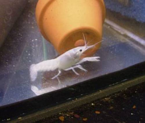 reinerbige procambarus clarkii schneewei�