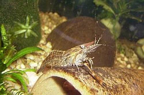 ringelhandgarnele macrobrachium assamensis