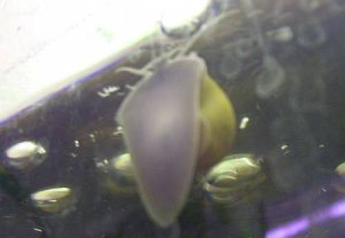 reinerbigen gr�nen apfelschnecke