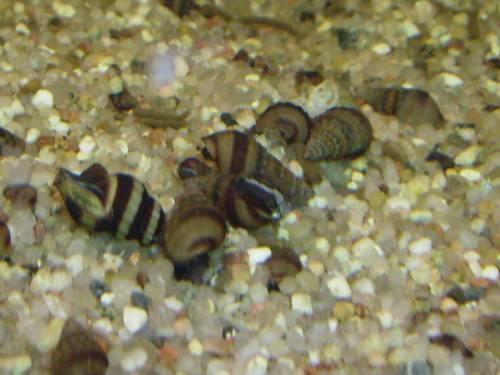 reinerbige tarebia garnifera die n�ppie