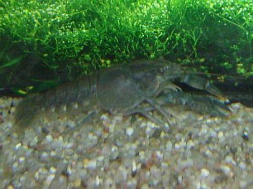 reinerbige procambarus cubensis