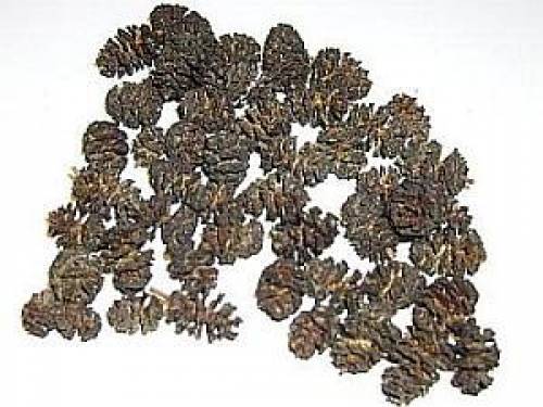 erlenz�pfchen st�ck